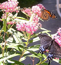 swallowtail and monarch on milkweed
