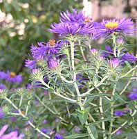 aster