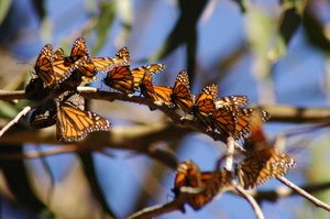 monarch butterflies pismo beach
