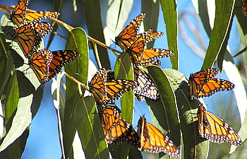 monarch on flower