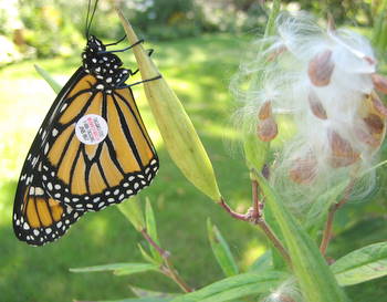 monarch butterfly migration