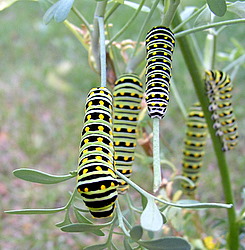 black swallowtail caterpillar