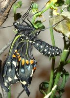 black swallowtail butterfly just hatched