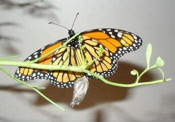 monarch butterfly