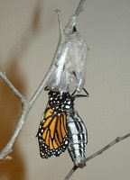 monarch-hatching