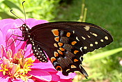 black swallowtail