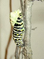 black swallowtail chrysalis