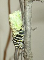 black swallowtail chrysalis