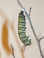 monarch-chrysalis