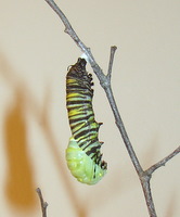 monarch-chrysalis