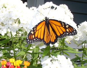 monarch butterfly