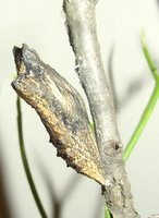black swallowtail chrysalis