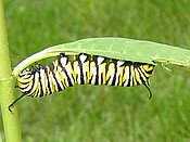 monarch caterpillar