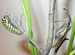 black swallowtail chrysalis