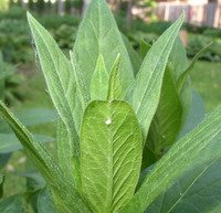 monarch egg