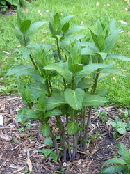 swamp milkweed