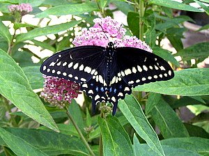 black swallowtail butterfly