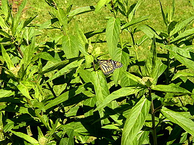 swamp milkweed