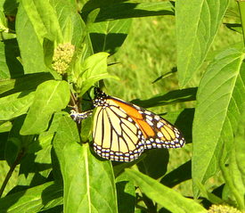 monarch lays egg