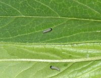 monarch caterpillar