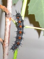 mourning cloak caterpillar