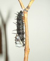 mourning cloak chrysalis