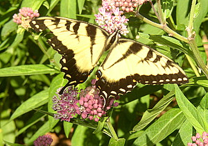 tiger swallowtail