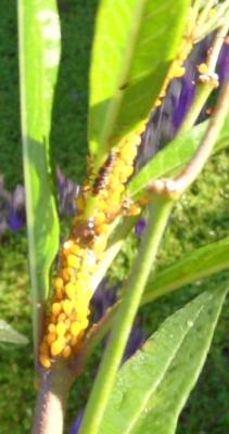 Milkweed eggs?