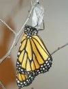 butterfly photo butterfly stages 20