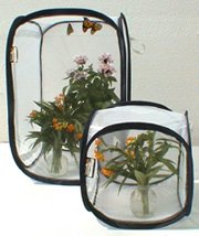 monarch caterpillar cages