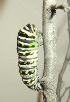 black swallowtail chrysalis