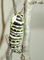 black swallowtail chrysalis