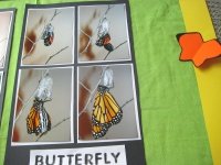 Ideas for Bulletin Boards Monarch Butterfly Stages