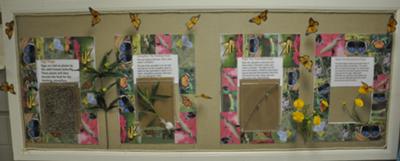 BUTTERFLY LIFE STAGES LIVING BULLETIN BOARD