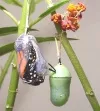butterfly lesson plans