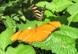 pictures of butterflies