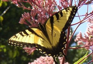 pictures of butterflies yellow swallowtail
