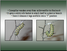 monarch caterpillar J position