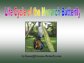 monarch butterfly life cycle