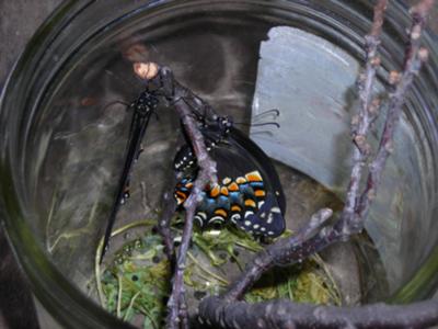 Two Butterflies, One Chrysalis