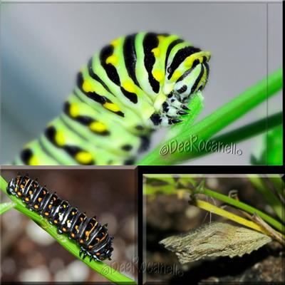 Black Swallowtail Caterpillar Just Before Making Chrysalis.