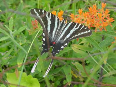 Zebra Swallowtail